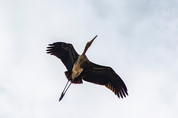 stork in flight