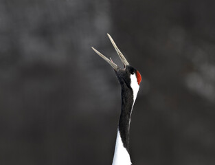 Chinese Kraanvogel, Red-crowned Crane, Grus japonensis