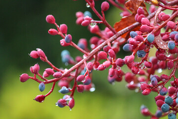 Fototapeta na wymiar Red fruits macro on green
