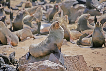 Cape Cross Seal Reserve, Namibia