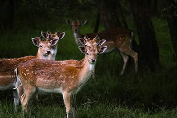 Stadko młodych jeleni stojących na leśnej polanie