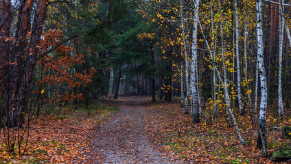 Fototapeta premium The forest is decorated with autumn colors. Hiking. Walk in the autumn forest.