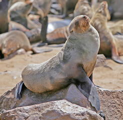 Cape Cross Seal Reserve, Namibia