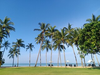 beautiful seascape of coconut palm trees ,meadow.white umbrellas and sun beds and horizon line  with blue sky at  phang nga thailand