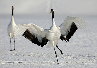 Fototapeta premium Red-crowned Crane, Chinese Kraanvogel, Grus japonensis