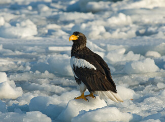 Stellers Sea-eagle, Steller-zeearend, Haliaeetus pelagicus