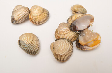 cockle, scallop, mussel