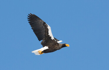 Stellers Sea-eagle, Steller-zeearend, Haliaeetus pelagicus