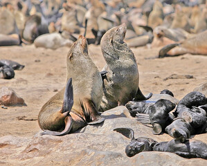 Fototapeta premium Cape Cross Seal Reserve, Namibia