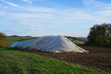 abgeerntete Zuckerrüben die abgedeckt auf einem Feld liegen 