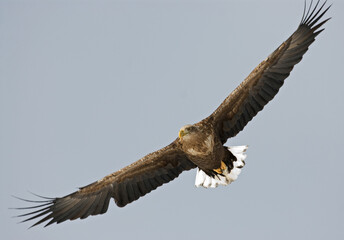 White-tailed Eagle, Zeearend, Haliaeetus albicilla