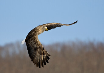 White-tailed Eagle, Zeearend, Haliaeetus albicilla
