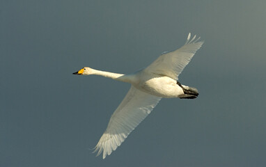 Whooper Swan, Wilde zwaan, Cygnus cygnus