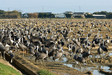 White-naped Crane and Hooded Crane, Witnekkraanvogel en Monnikskraanvogel, Grus vipio and Grus monacha