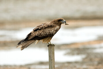 Black-eared Kite, Zwartoorwouw, Milvus lineatus