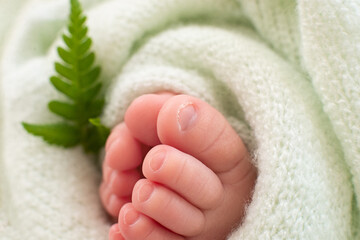 Fototapeta na wymiar Feet of a newborn baby with a leaf of a fern plant on a green background. close-up