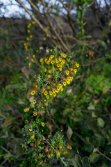 climber plant with yellow flowers (tropaeolum tricolor)