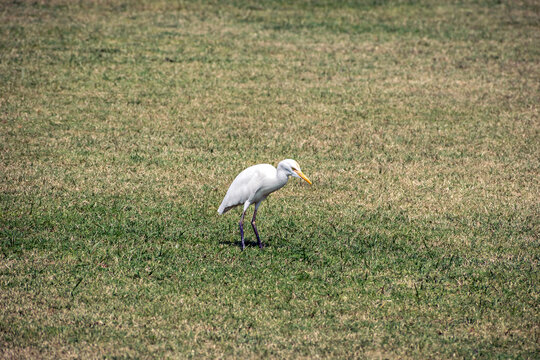 Isolated image of Little Egret bird(Egretta garzetta) in open lawn.