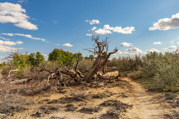 Point Lookout Trail, Mesa Verde National Park, Colorado
