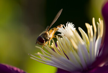 Hoverfly on a Clematis Flower