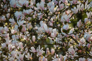 Kompozycja kwiatowa różowo białe kwiaty magnolii - obrazy, fototapety, plakaty