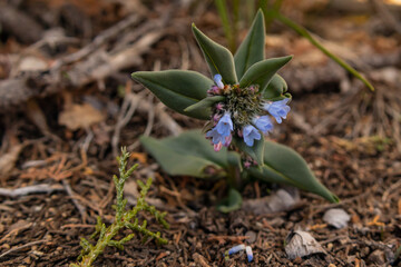 Mountain Bluebell Flowers Closeup
