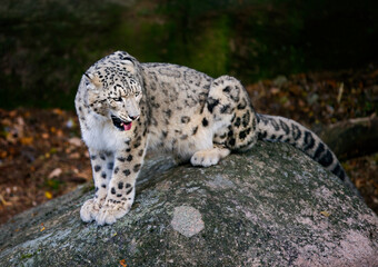 Snow Leopard