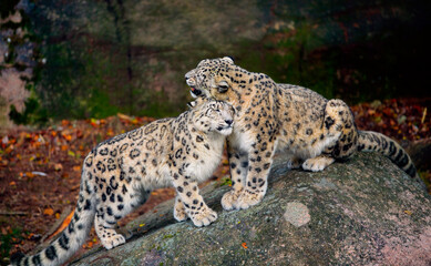 Snow Leopards Caressing Each Other