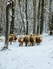 Fototapeta premium a flock of sheep graze in a snowy forest