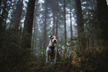 Cute Parson Russell Terrier in the Long Harness in the Mountains
