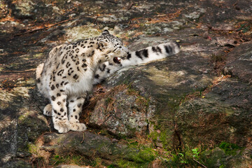 Snow Leopard