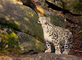 Snow Leopard