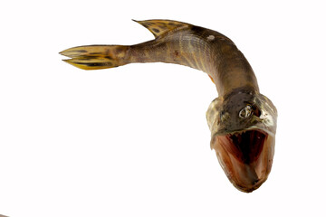 Pike with an open mouth on a white background.