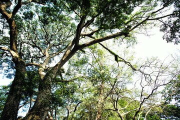tree in the park