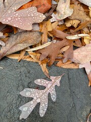 autumn leaves on the ground