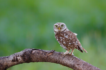 Little owl (Athene noctua) sitting in the meadows in the Netherlands