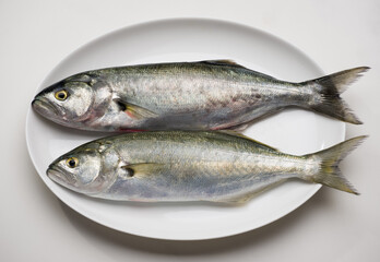 Fresh bluefishes ( Scientific name; Pomatomus saltatrix ) in the plate.