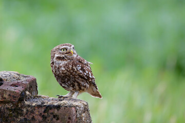Little owl (Athene noctua) sitting in the meadows in the Netherlands