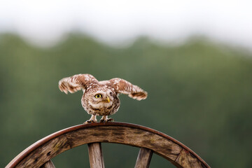 Little owl (Athene noctua) sitting in the meadows in the Netherlands