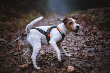 Cute Parson Russell Terrier in the Long Harness in the Mountains