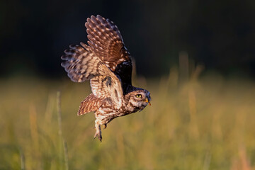 Little owl (Athene noctua) flying in the meadows in the Netherlands