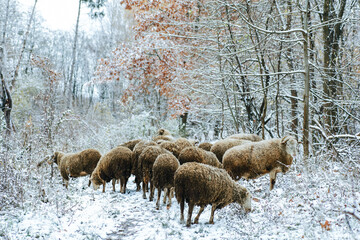 Obraz premium a flock of sheep graze in a snowy forest