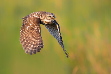 Little owl (Athene noctua) flying in the meadows in the Netherlands