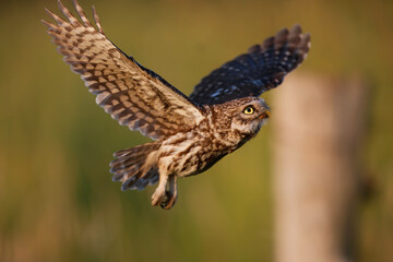 Little owl (Athene noctua) flying in the meadows in the Netherlands