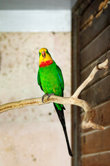 A large green parrot with a yellow head sits on a branch