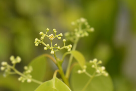 Camphor Tree