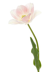 Pink flowers of Angelique tulip, isolated on white background