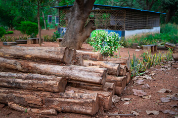 Wood storage in the forest