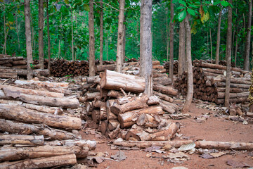 Wood storage in the forest