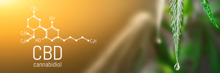 CBD Chemical Formula, Concept Hemp Oil, Cannabidiol or CBD molecular structural formula. Growing...